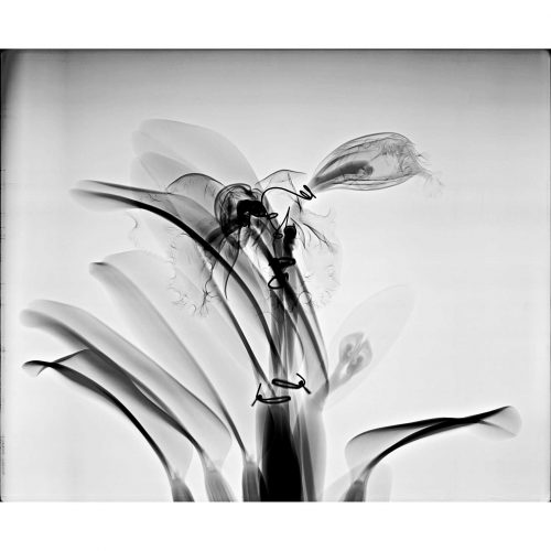 Central Orchid, 2008. Limited-Edition Print by Steve Miller.