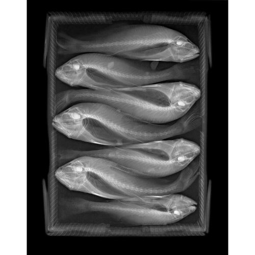 Fish Box, 2011. Steve Miller Print