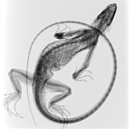 Iguana, 2011. Steve Miller Print