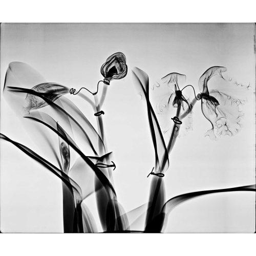 Orchid Architecture, 2008. . Limited-Edition Print by Steve Miller.