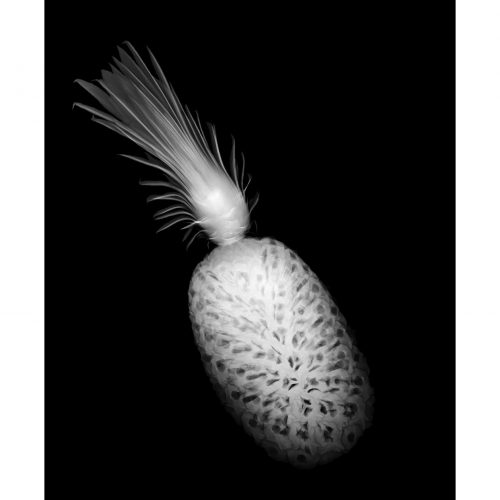 Pineapple, 2008. Limited-Edition Print by Steve Miller.