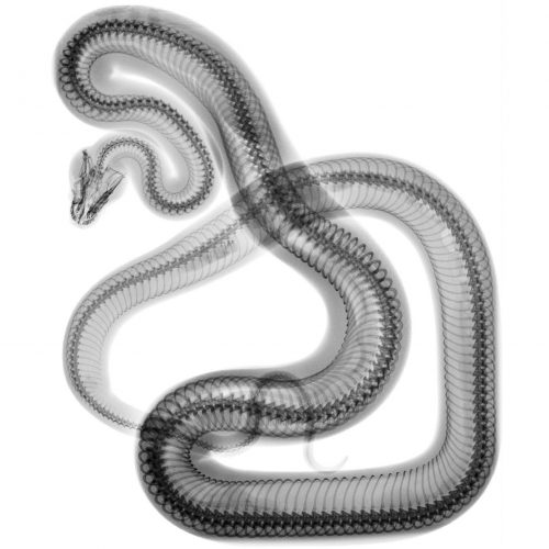 Snake, 2009. Steve Miller Print