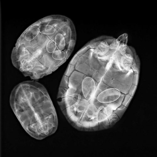 Turtle Eggs , 2011. Steve Miller Print